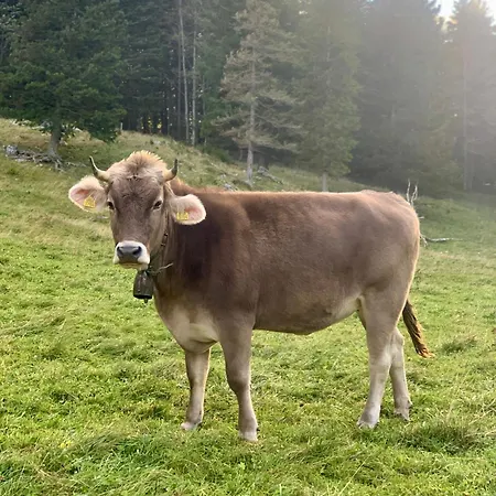 Chalet Velika Planina - Stane - Alps