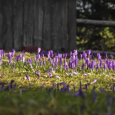 Velika Planina - Stane - Alps