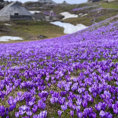 Velika Planina - Stane - Alps *