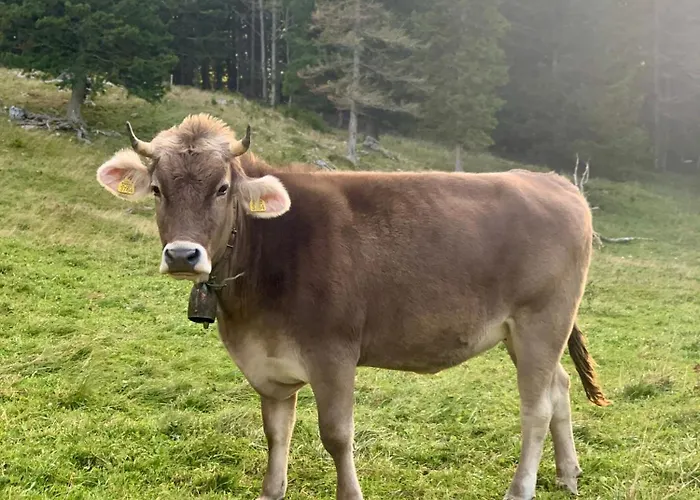 Σαλέ Velika Planina - Stane - Alps