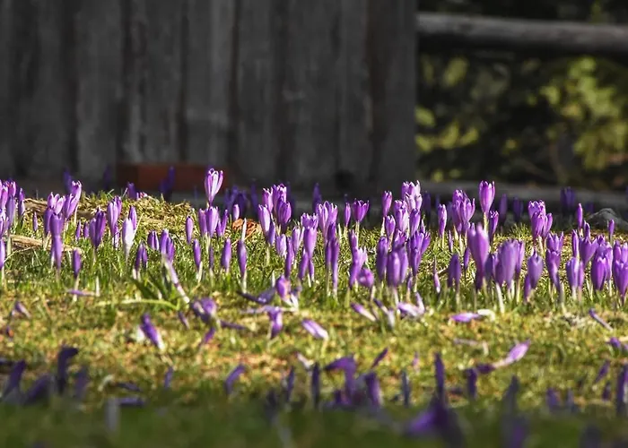 Velika Planina - Stane - Alps